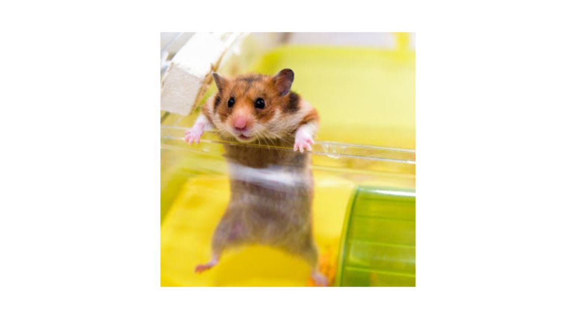 how to get rid of fleas on hamsters